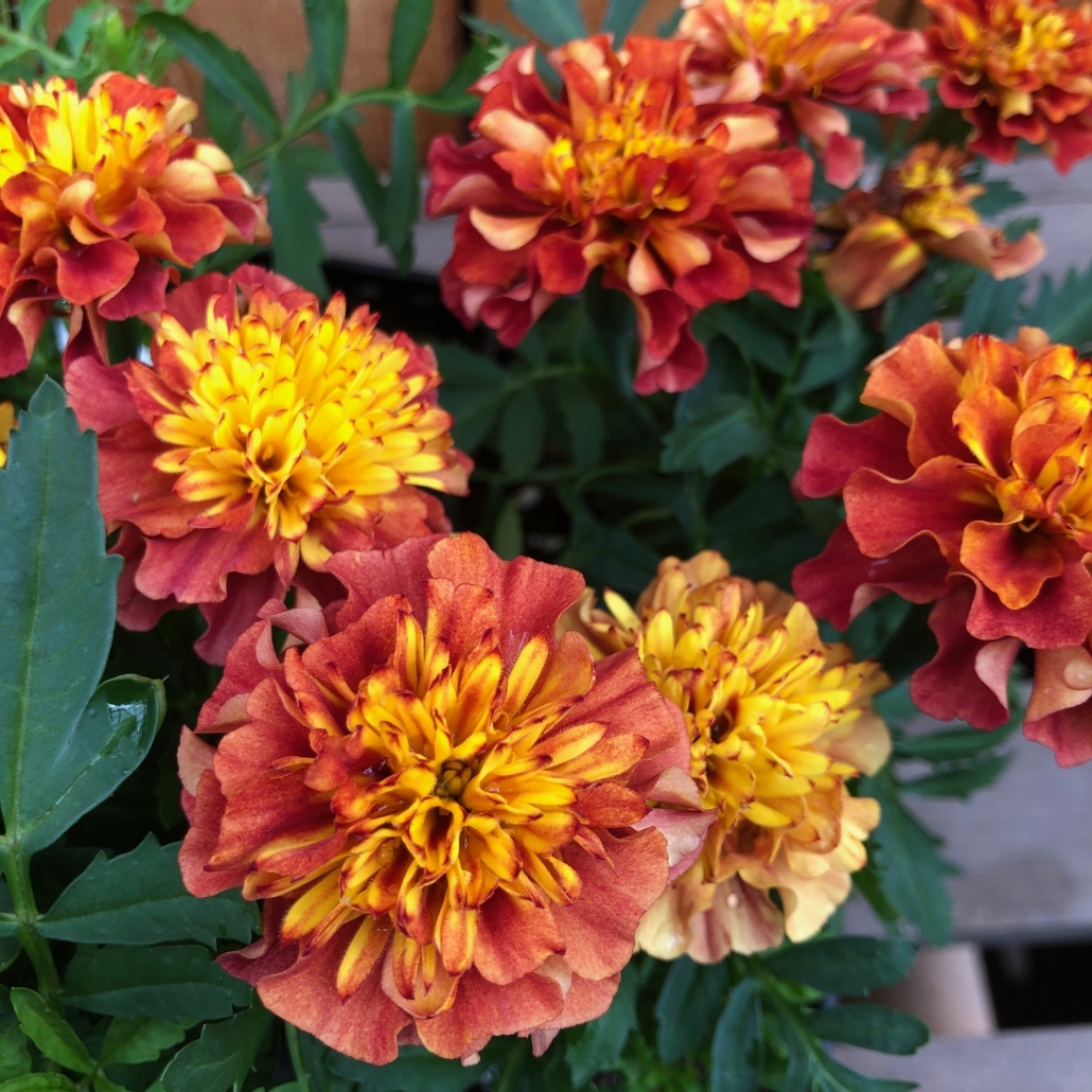 Beautiful landscape design